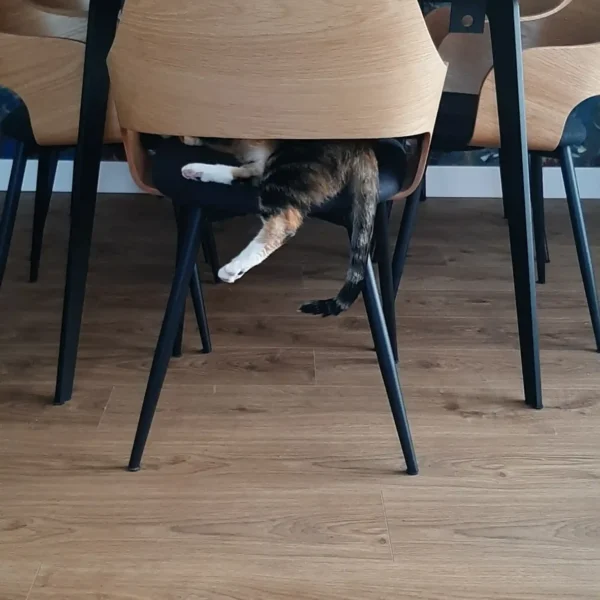 stół VITA II kolor lakier miód